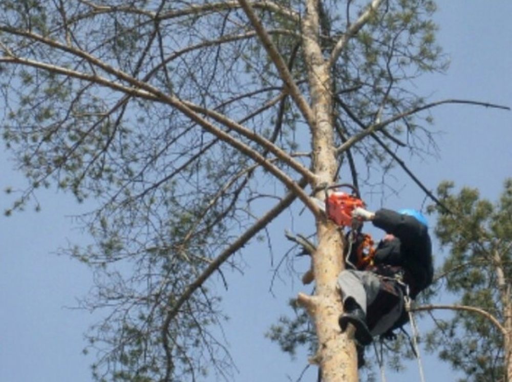 Спил и вырубка деревьев стоимость услуг и где заказать - Нальчик