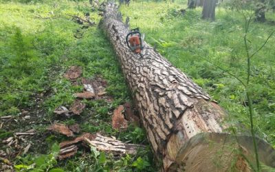 Спил и вырубка деревьев, корчевание пней - Нальчик, цены, предложения специалистов