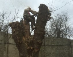 Спил и вырубка аварийных деревьев